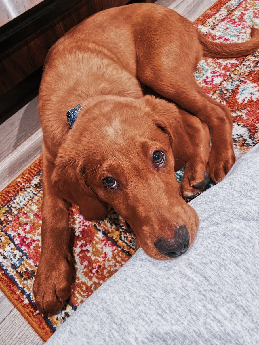 Once upon a time this big guy was just a smol bean with a heart shaped nose 🥺