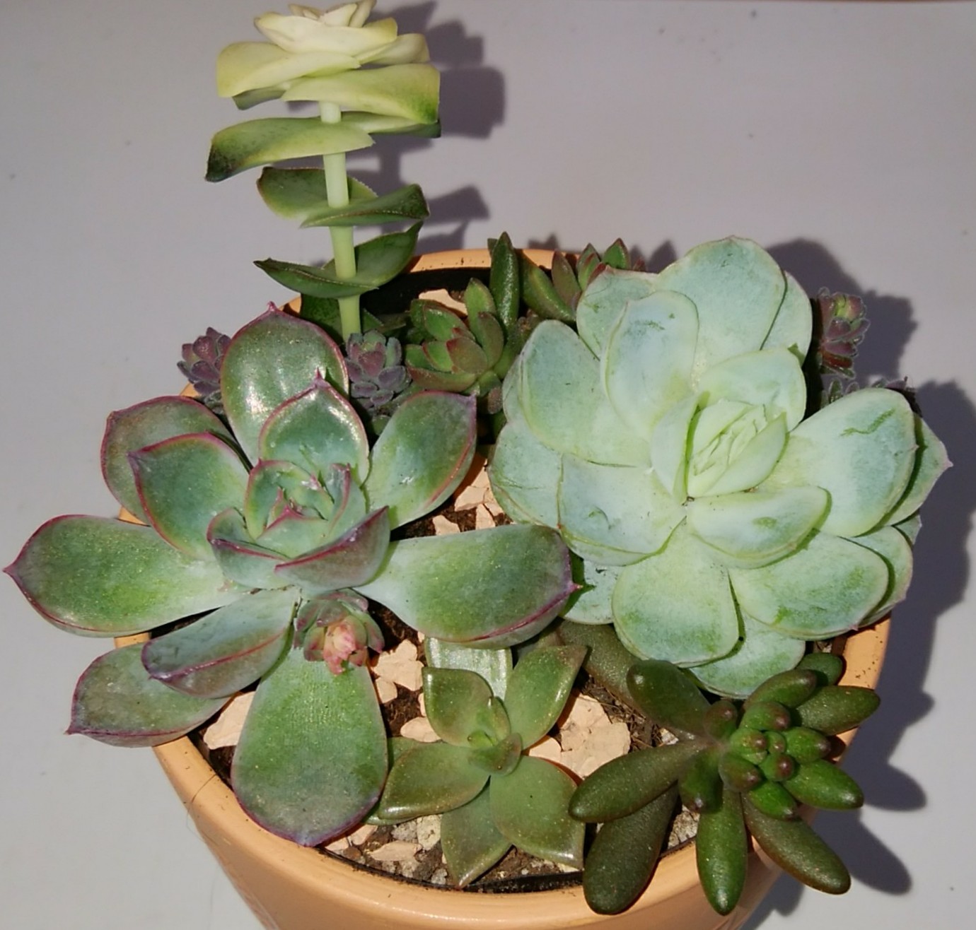 ダイソー多肉 Twitter Search Twitter