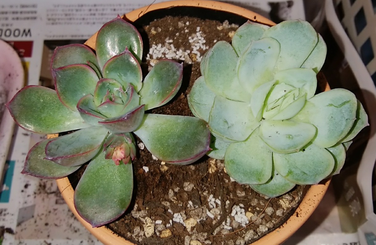 ダイソー多肉 Twitter Search Twitter