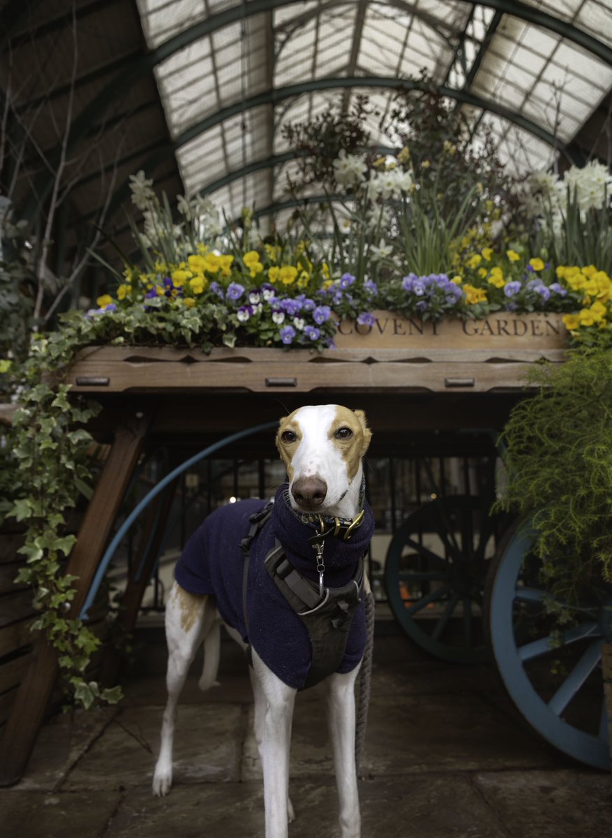 Lucky the whippet tweet media