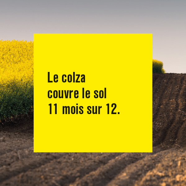 terresunivia's tweet photo. Pour nos sols, le #colza n’attend pas ! 🌱
➡️ Un cycle long qui limite les risques d'érosion,
➡️ Un frein aux inondations grâce aux racines qui facilitent la circulation de l'eau dans les sols 💧 #FranceColza #SIA2022 https://t.co/nI3MaRF7DN