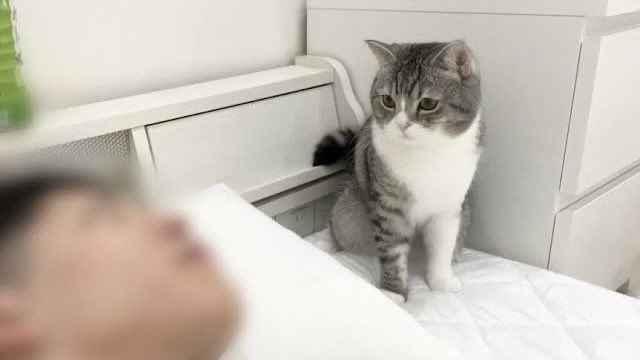 もちまる 体調不良の飼い主を看病してくれる猫 T Co Ghs1vs9gyu Twitter もちまる 体調不良の飼い主を看病してくれる猫 T Co Ghs1vs9gyu Twitter