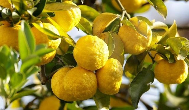 japan's tweet photo. Most of Japan's 100+ #citrus varieties are considered most delicious between fall & spring (November to March), and are enjoyed mainly as food. Enjoy some citrus fruits unique to #Japan, such as #Yuzu, #Kabosu, & #Satsuma mandarin. Read more: https://t.co/lr95fi2Hnv
#TasteofJapan https://t.co/oQgNj3QTRU