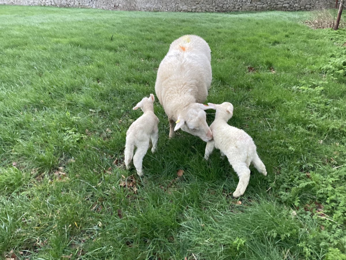 And we’re off !!.        First #easycare of 2022 to lamb.