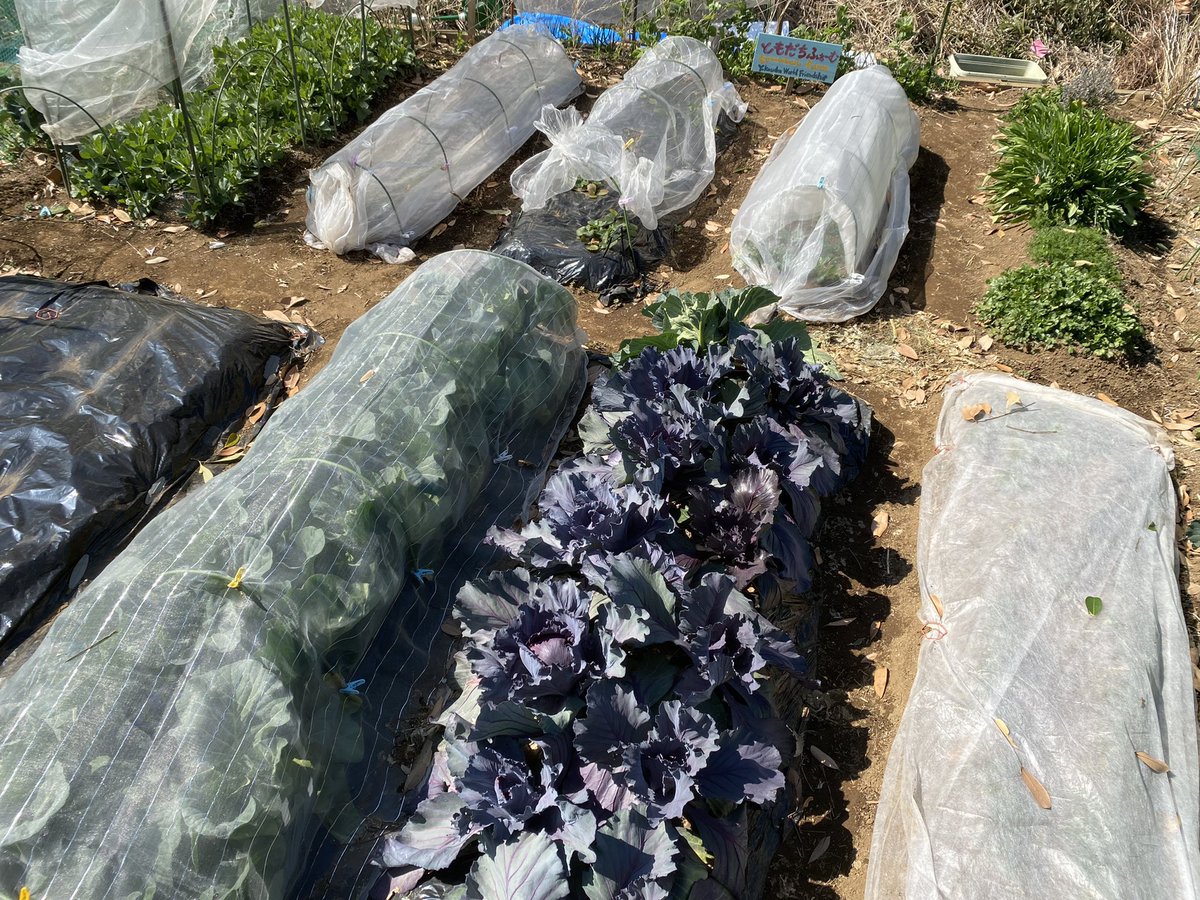 YWFA2021's tweet photo. We visited a ranch to get fertilizers for our field today👨‍🌾
　
#Tomodashifarm class is 
#agriculture ✖︎ #internationalexchange 
event!

Why don’t you join us❓😉
　
We’ll hold next event on SUN/MAR/27th❗️
　
Plz wait for update❗️
　
#YWFA #Yokosuka #yokosukabase #usnavalbase https://t.co/d29WCUL4Jq