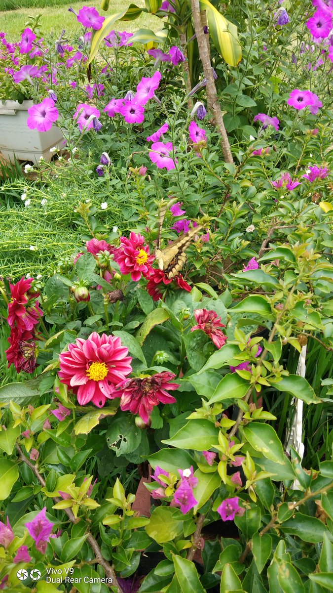 Good morning ~^^
It's happy Sunday 🌻🌷
@#DoalnaraOasisFarm
