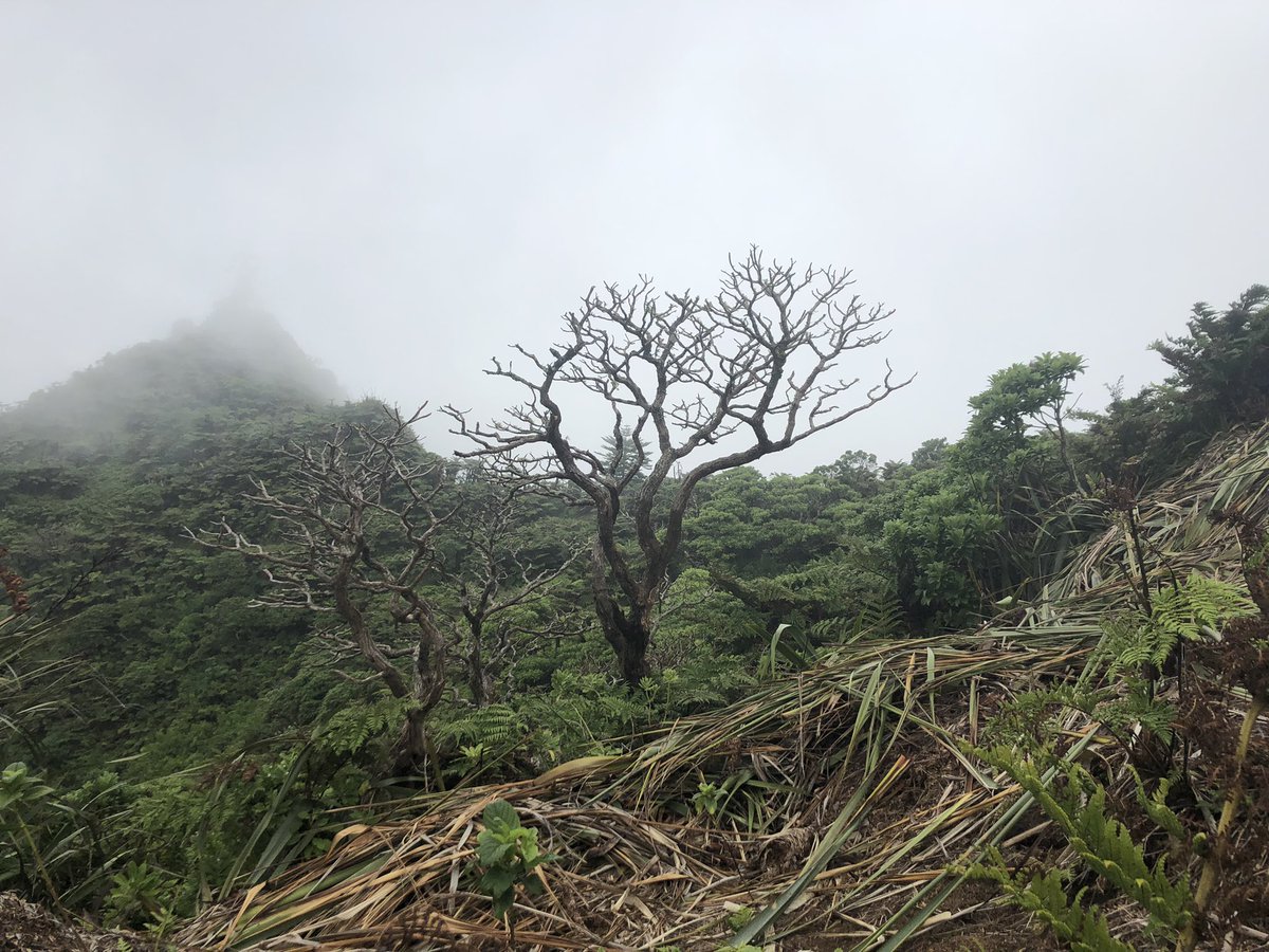 AmyJW31's tweet photo. Skeletons of black cabbage trees dotted throughout the peaks of St Helena show the severity of the problem on the island. Dr Rebecca Cairns-Wicks showing us around and the amazing work carried out by islanders to remove invasive species and replant these endemic trees https://t.co/fgbWAftD0p