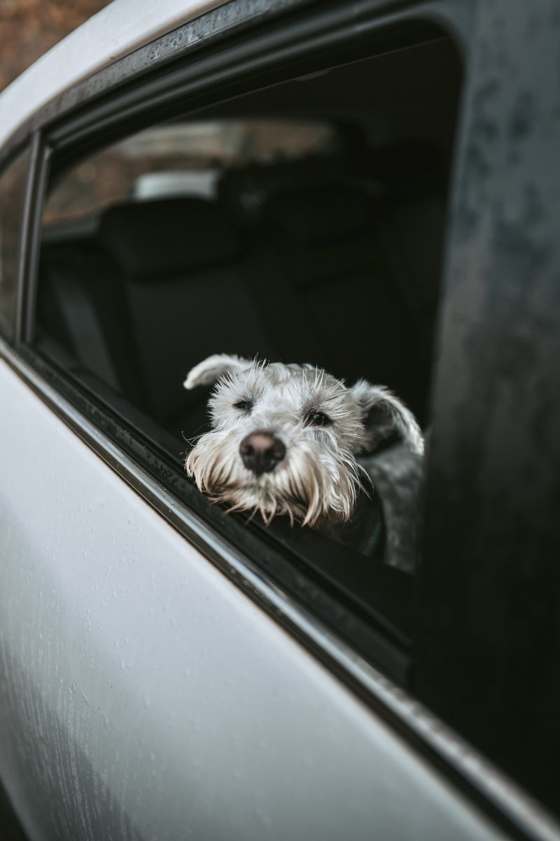 The face you make when you know it’s time for an adventure 🥳
#twitterdogcommunity #dogphotography #DogsofTwittter #dogs