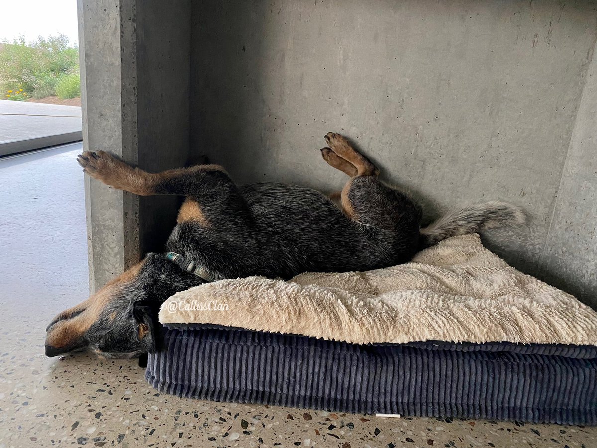 Calliss Clan (@callissclan.bsky.social) tweet media