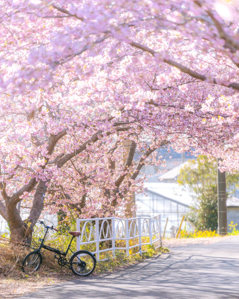 桜トンネル🌸