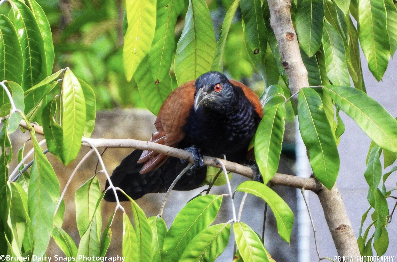 勝手にブルネイ観光局 非公式 ブルネイ野鳥シリーズ ブンチョウ 原産はインドネシアですがブルネイをはじめ マレーシア メキシコなどの世界各地に移入し定着しています 日本でも定着した例があります T Co Emlzhtyhzq Twitter