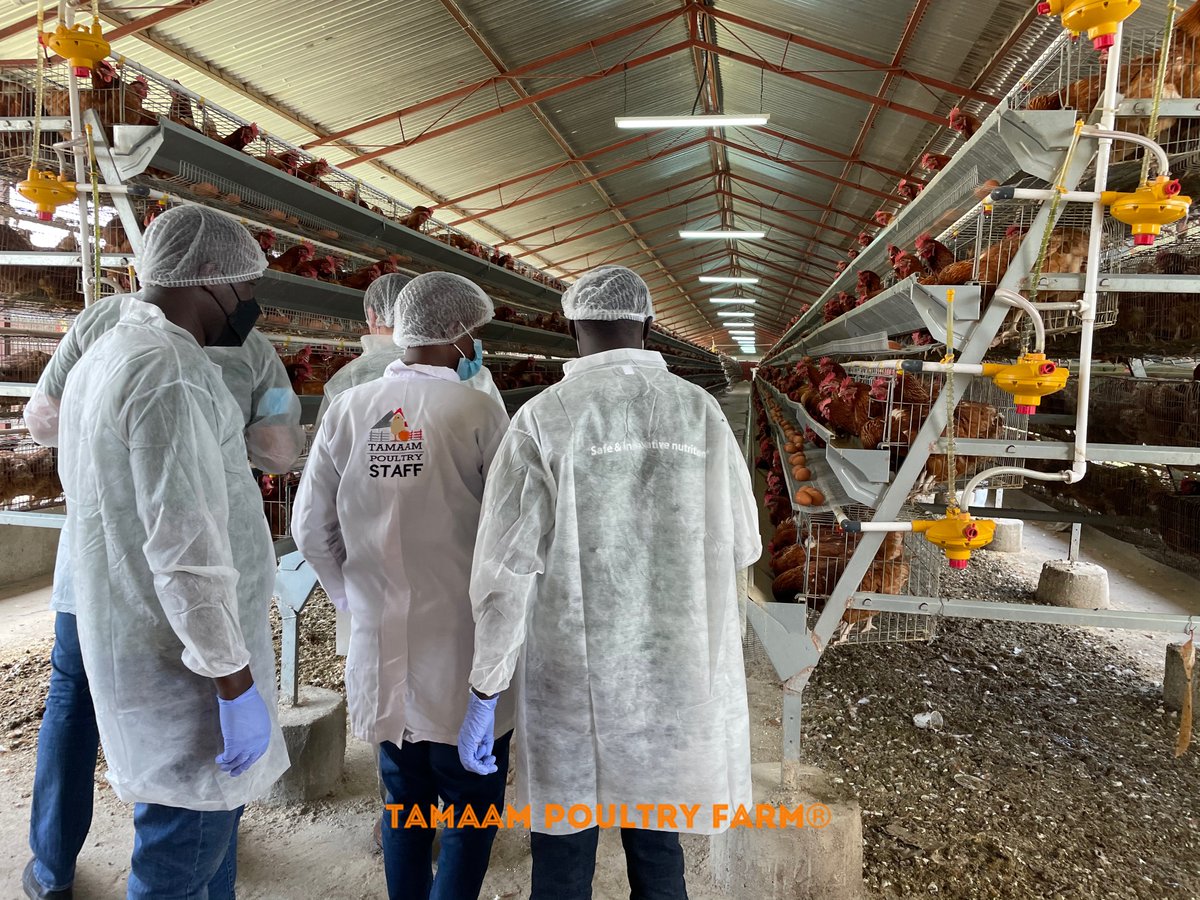 tamaampoultry's tweet photo. Delighted to have received visitors from NuScience Group Belgium where we discussed areas of mutual interest &amp; poultry farming at large.NuScience is among the largest producers of poultry &amp; pig concentrates. #Poultry #Kenya #PoultryFarming #Tamaam #Eggs #YourSourceOfProtein 🍳 https://t.co/0G9JHNzD8Z