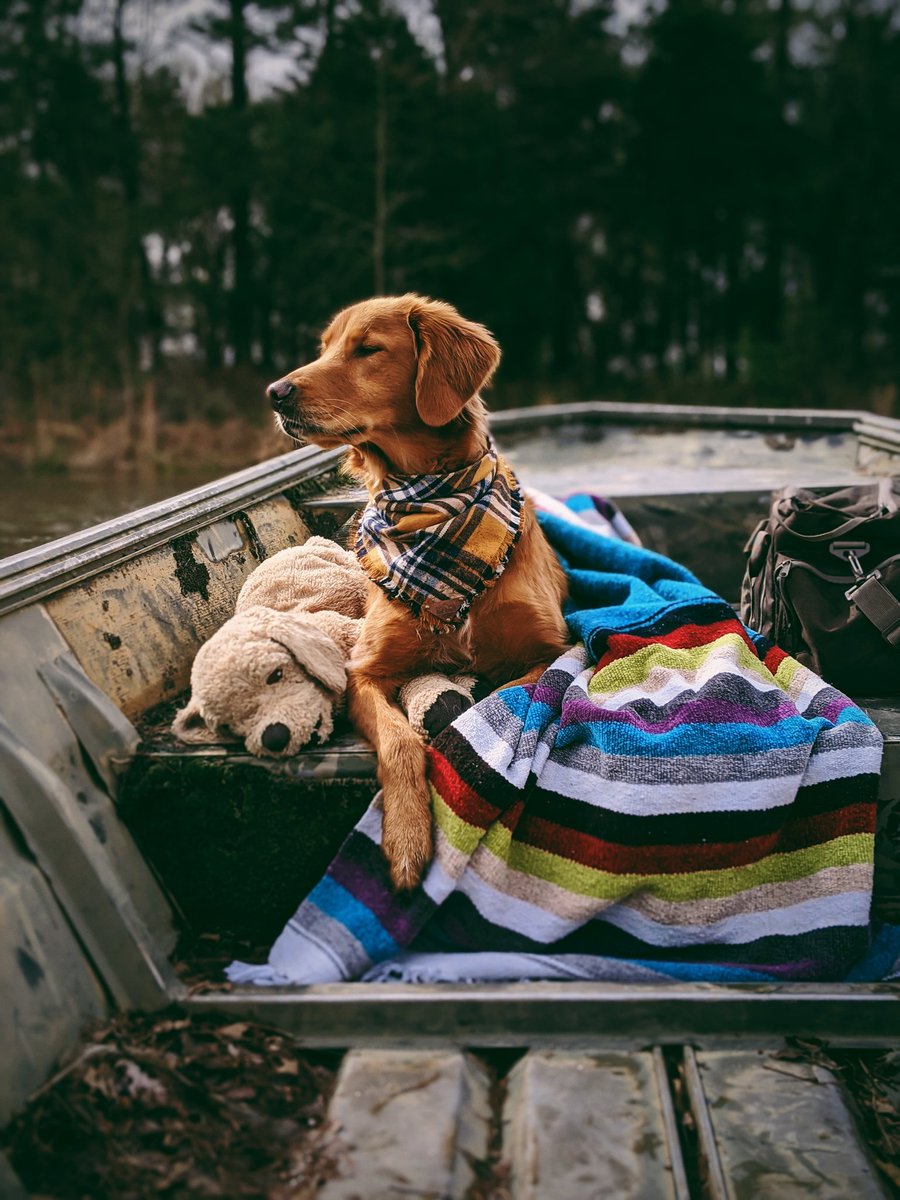 🖤 #twitterdogcommunity #goldenretriever