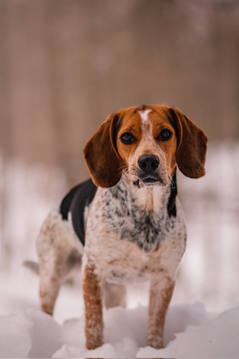 Thinking face on, how do we use Twitter? #dogsoftwitter #twitterdogcommunity #DogCommunity #dogsontwitter #dogtwittercommunity