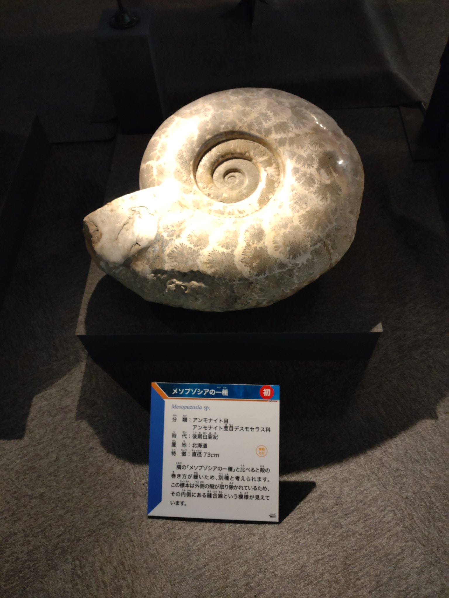 石見銀山 北海道 アンモナイト 殻の保存が良好なメソプゾシア 化石