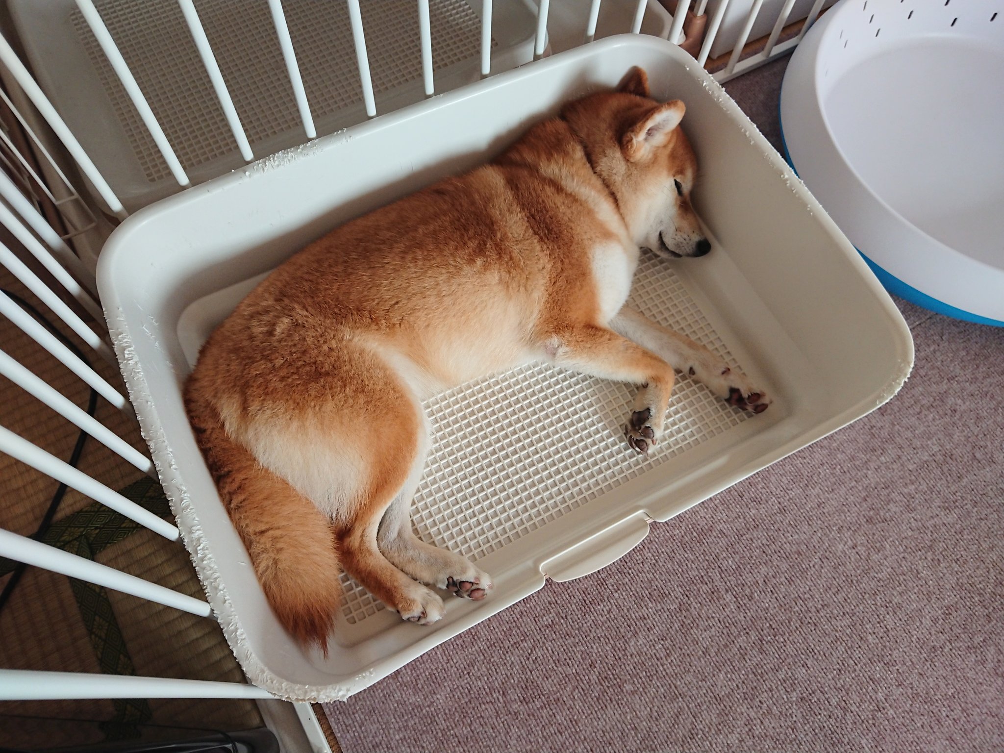 柴犬あかさん Shibainu Akasan Twitter
