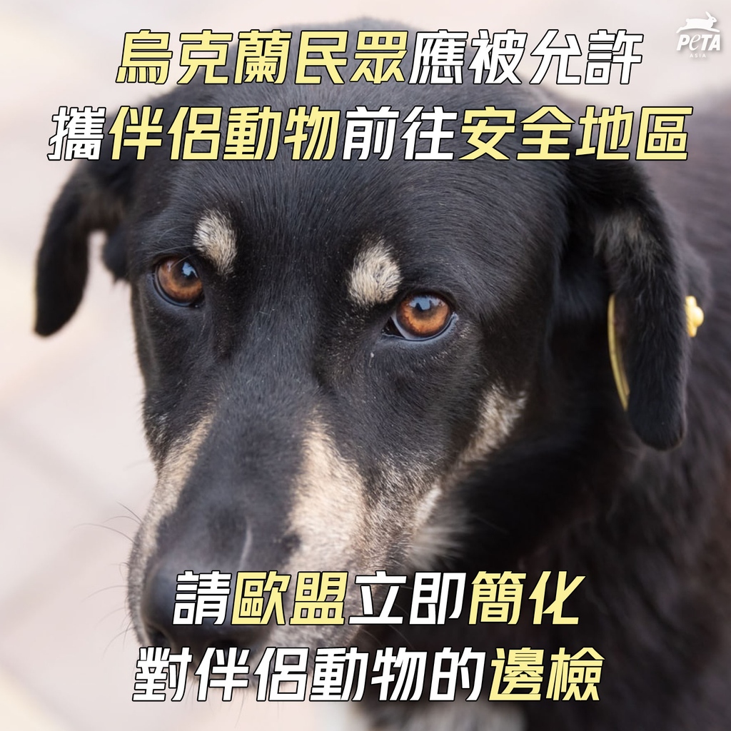 Tweets With Replies By Peta 亞洲善待動物組織 Petaasiatc Twitter