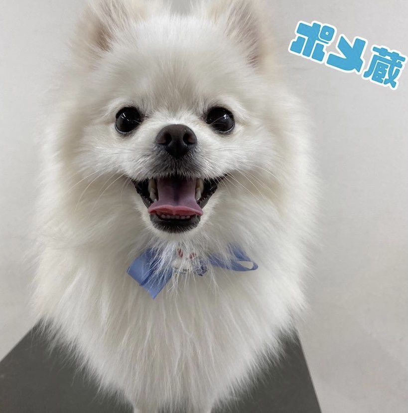 ポメラニアンのぽめぞう (@pomezk) / Posts / X