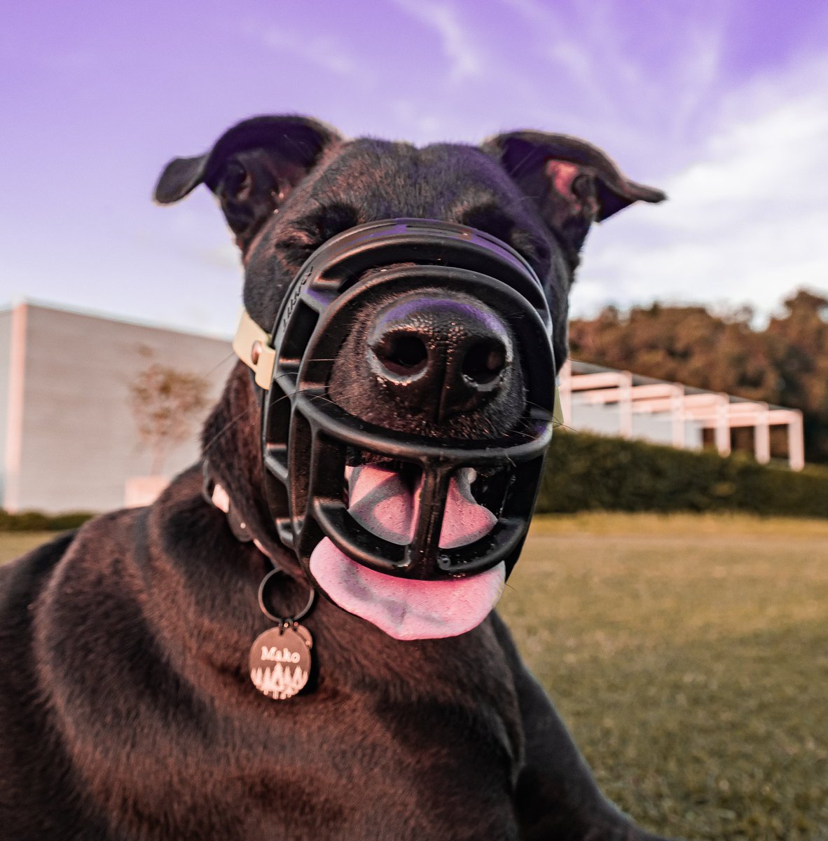 Are you a #promuzzle pup? We are huge fans of muzzle training! I love my muzzle, it’s a fun accessory that makes it rain treats! 

I’m not aggressive, nor a bite risk. We muzzle train because it’s a good skill, especially for emergencies. #DogsofTwittter #twitterdogcommunity