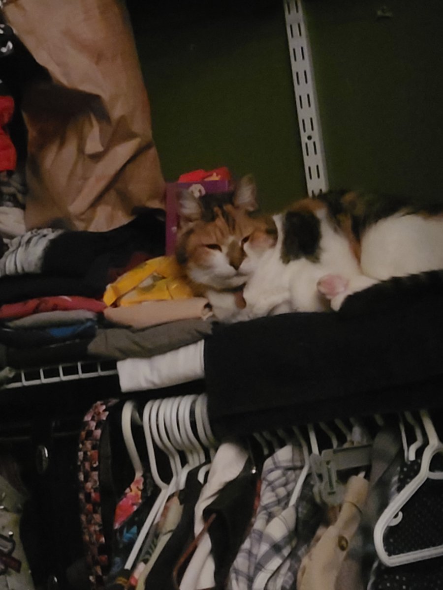 murder_squirrel's tweet photo. #kittytime #p4a2022 sleepy https://t.co/q5mZpDGHz8