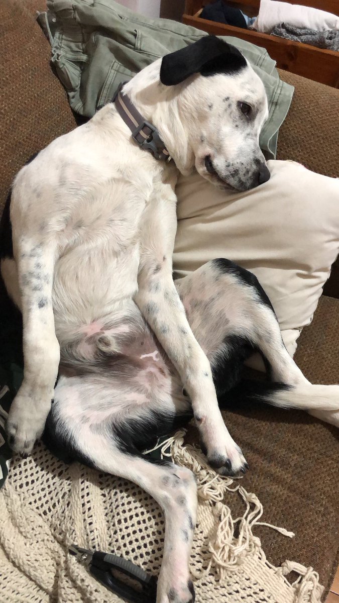 how I’m feeling not knowing how this twitter thing works 🙃 #DogsofTwittter #dogcommunity