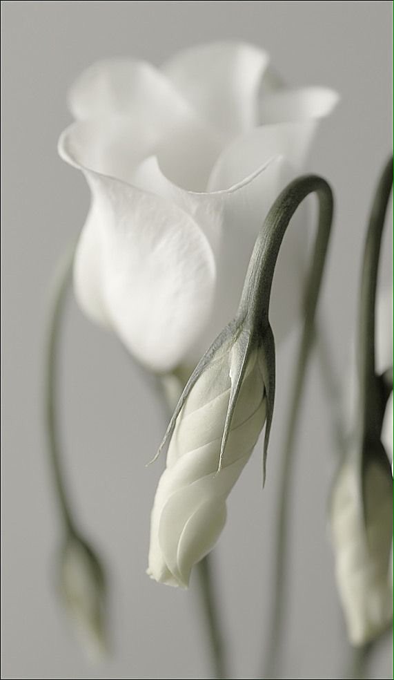 ومن كانت الجوزاء ُ فتنتها ... مرقت ْعلى القلوب ِ كسهم ٍ بلا عناء ِ