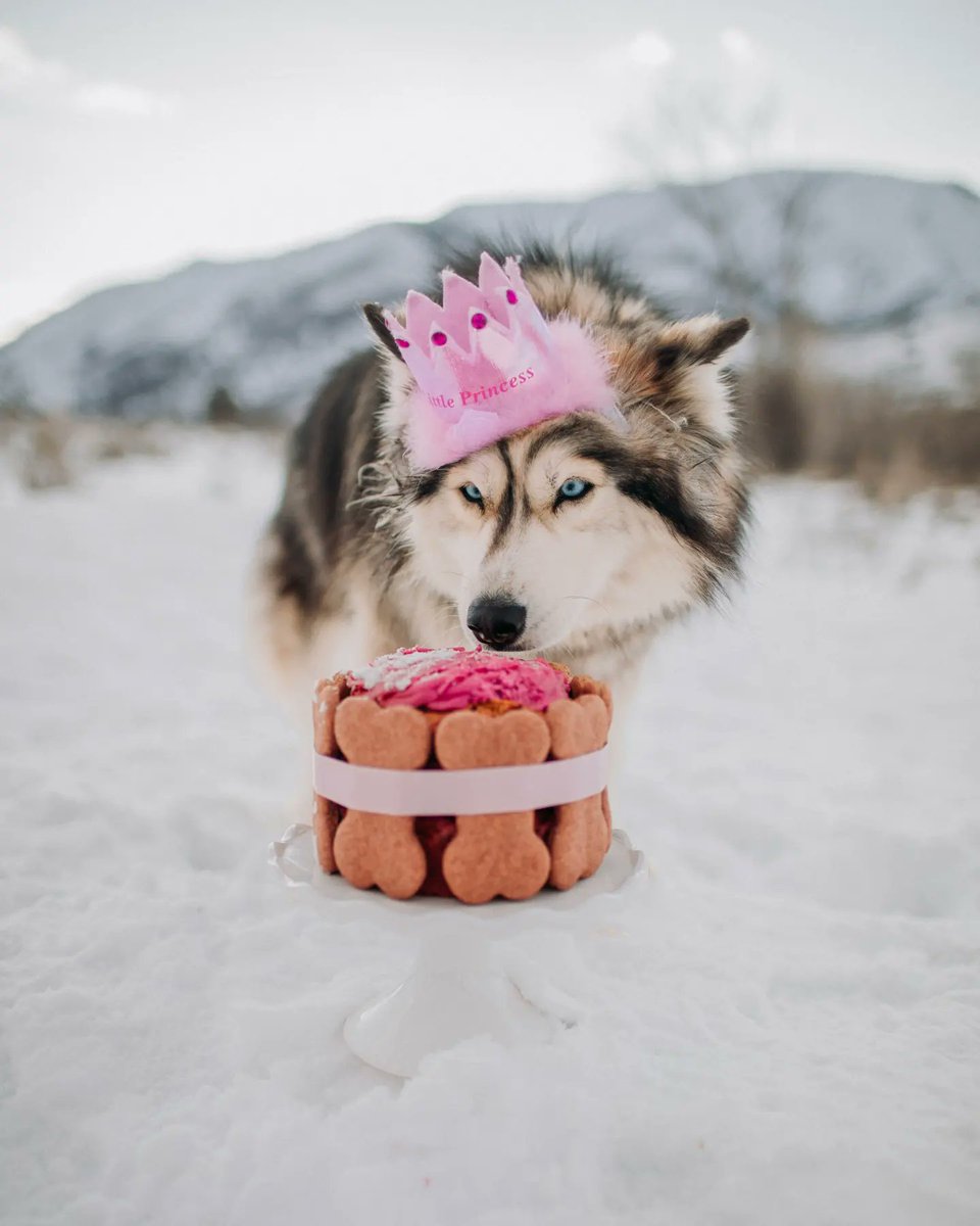 wanderin.wild tweet media