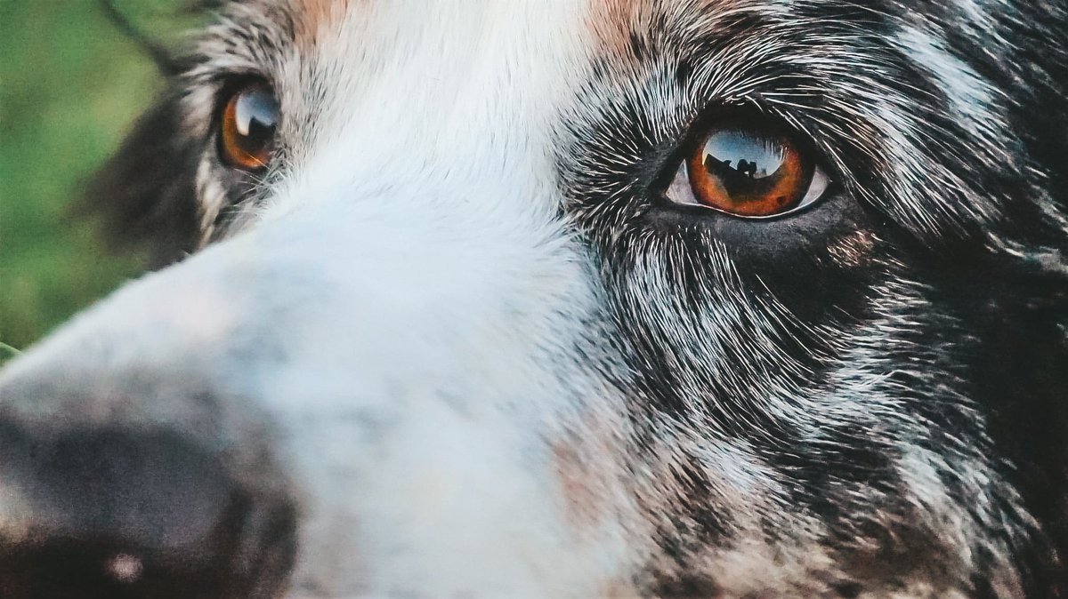 Trooper | Shay tweet media