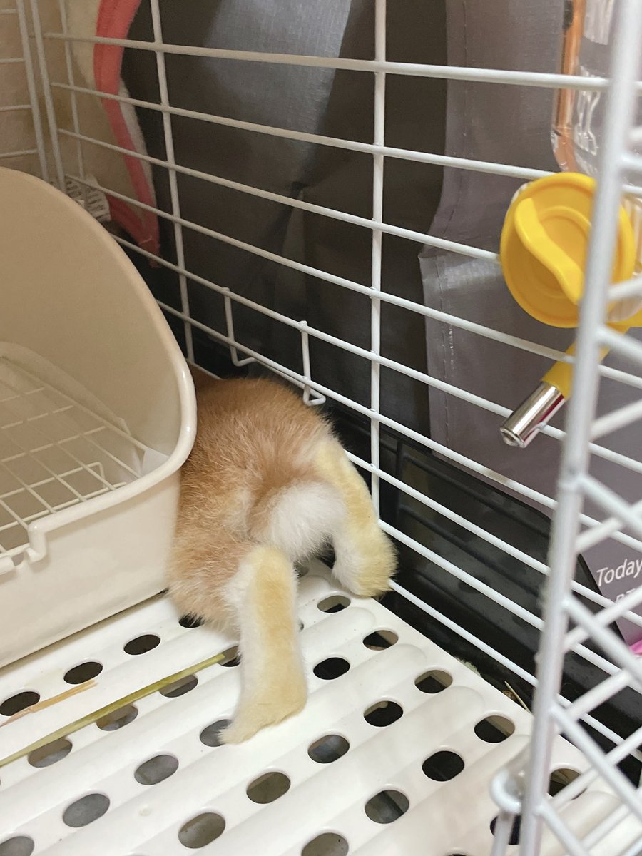 可愛すぎる(●´ω`●)
 #うさぎ