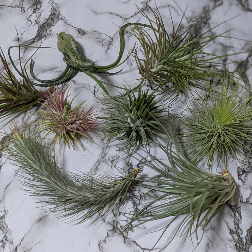 cheekyplantco's tweet photo. 🌿 Tillandsia Air Plants Assorted 3 Pack - Medium 🌿
👉 SHOP NOW: https://t.co/vLDZsOwUCu
#cheekyplantco #aussieplantclub #aussieplantcommunity #aussieplants https://t.co/3YDIQ0vEeW