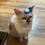 本人は気付いていない？ペットボトルのフタが猫の頭に!