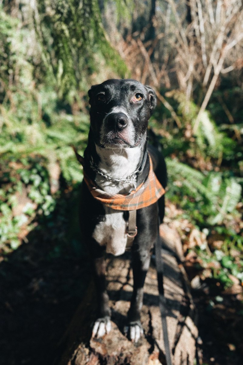 Hello #twitterdogcommunity! Here to share updates from our daily life in Vancouver, BC. Sam’s a rescue pup from Mexico who lives with a Swedish mom and an Irish dad. She loves a play of tug, taking care of the recycling bin and scavenging since her parents are STARVING her.
