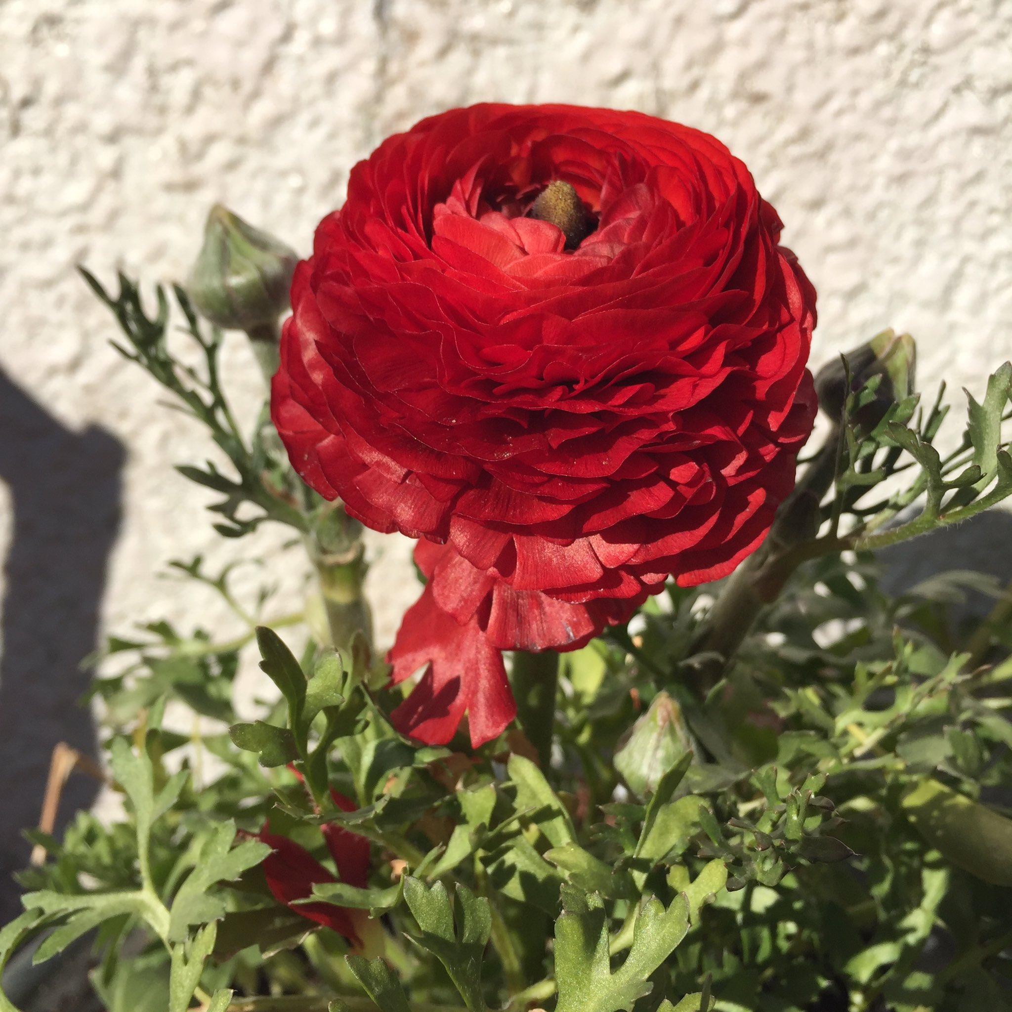 Masashi 近所に咲いていた赤いラナンキュラスの花 A Red Buttercup Or Spearworts Flower Ranunculus That Was Blooming In My Neighborhood ラナンキュラス 花 赤い花 早春の花 花が好き 早春 2月 Ranunculus Flower Blume Fleur Flora