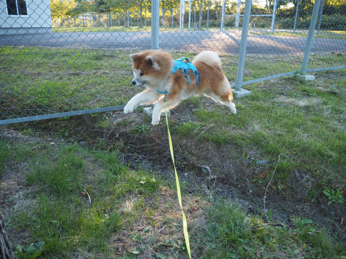 inusan__'s tweet image. 世界の全犬が平和でありますように。
