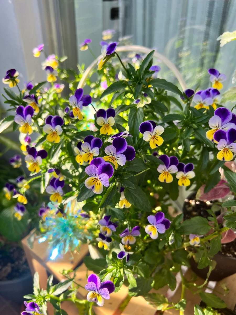 삼색제비꽃 탬팬지 
#팬지농장일기 #짝궁의_팬지농장일기