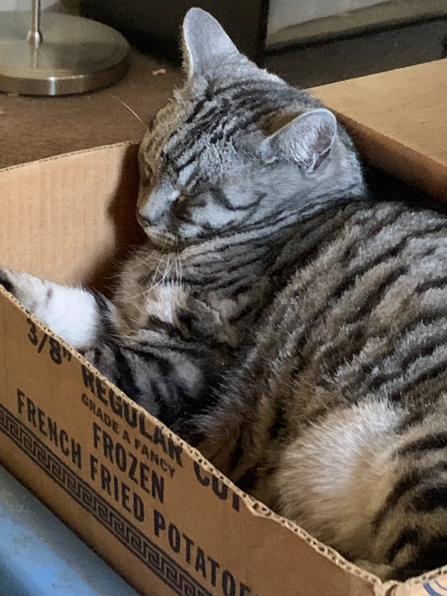 It’s Kitty time #kittytime #ProjectForAwesome #P4A