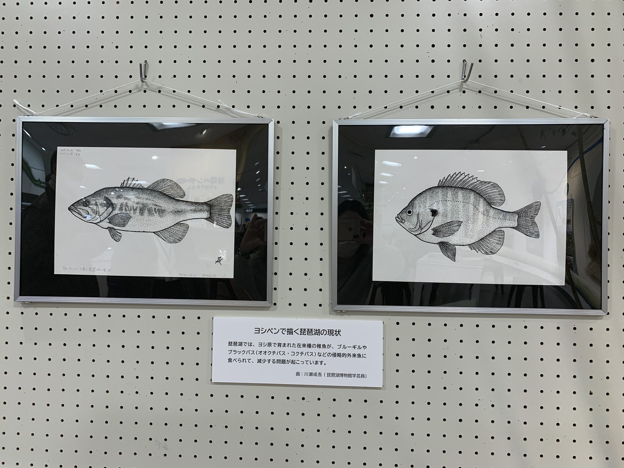 滋賀県立琵琶湖博物館 公式 Biwahaku Twitter
