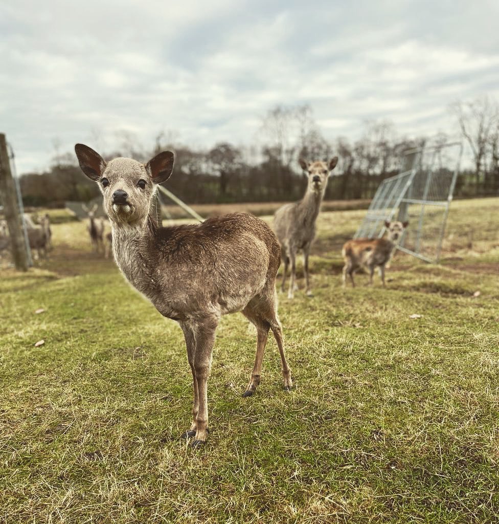 Swinfen Hall Hotel tweet media