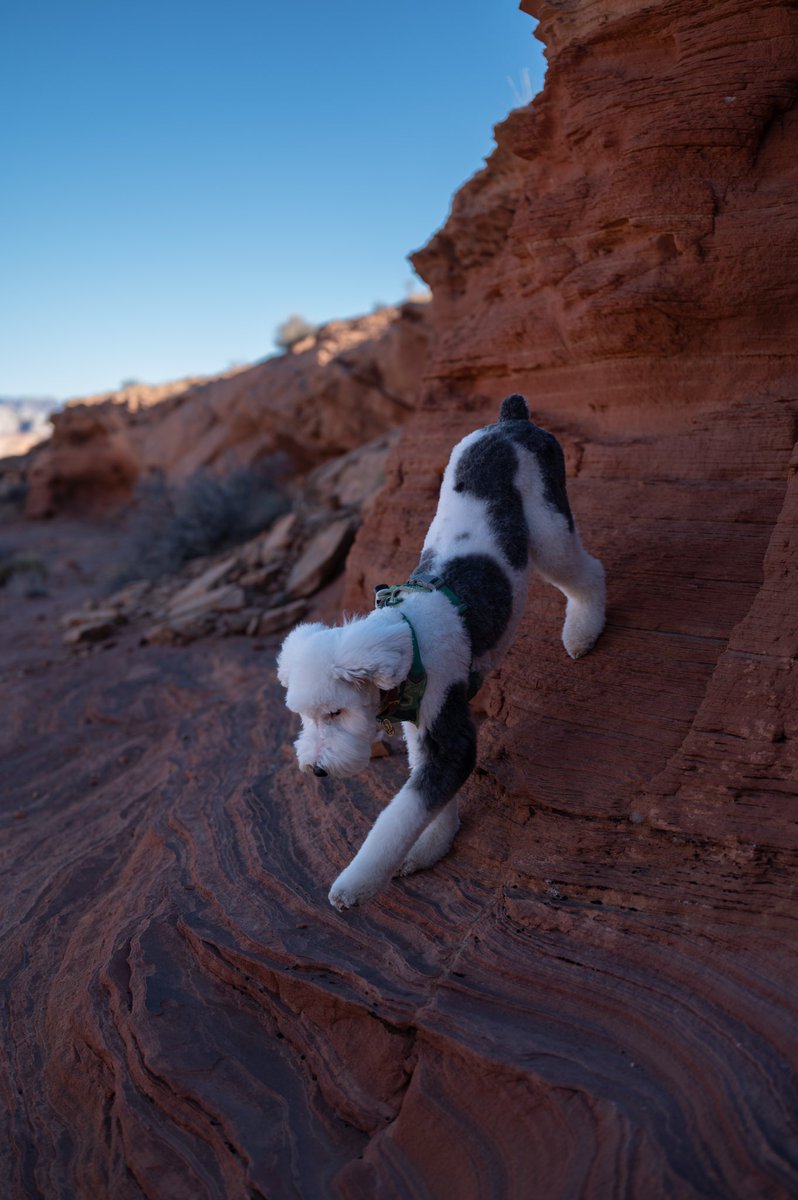 Twerking is Einstein’s cardio #twitterdogcommunity #DogsofTwittter