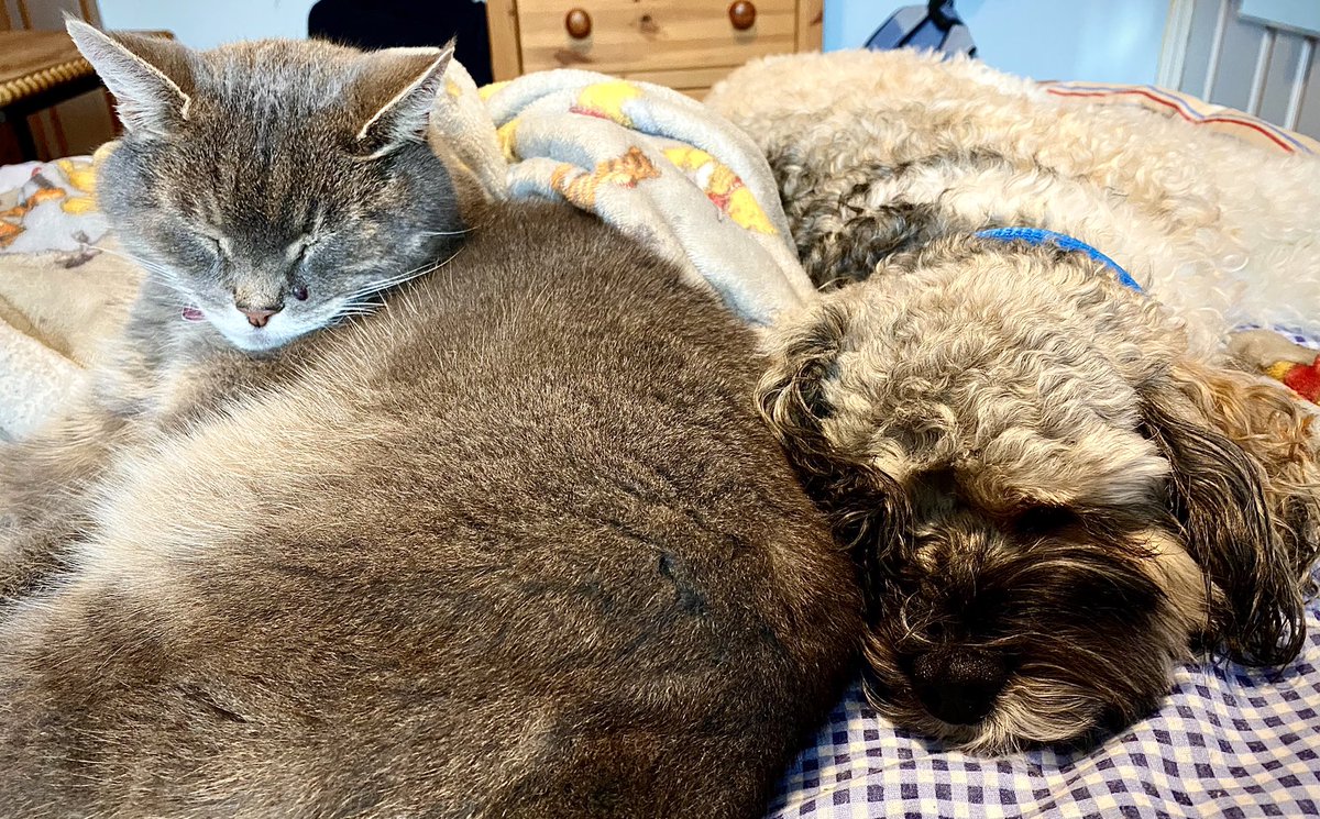 Malcolm_theCat's tweet photo. Friends! Mum has COVID! ๐ฆ Sheโs feeling rough and has to stay in bed so we are doing the right thing and staying very close to her in case she needs us. โค๏ธ #ViewFromTheBed #cats #dogs #CatsOfTwitter #dogsoftwitter #SundayMorning #CovidIsNotOver https://t.co/sesB1TxZE5