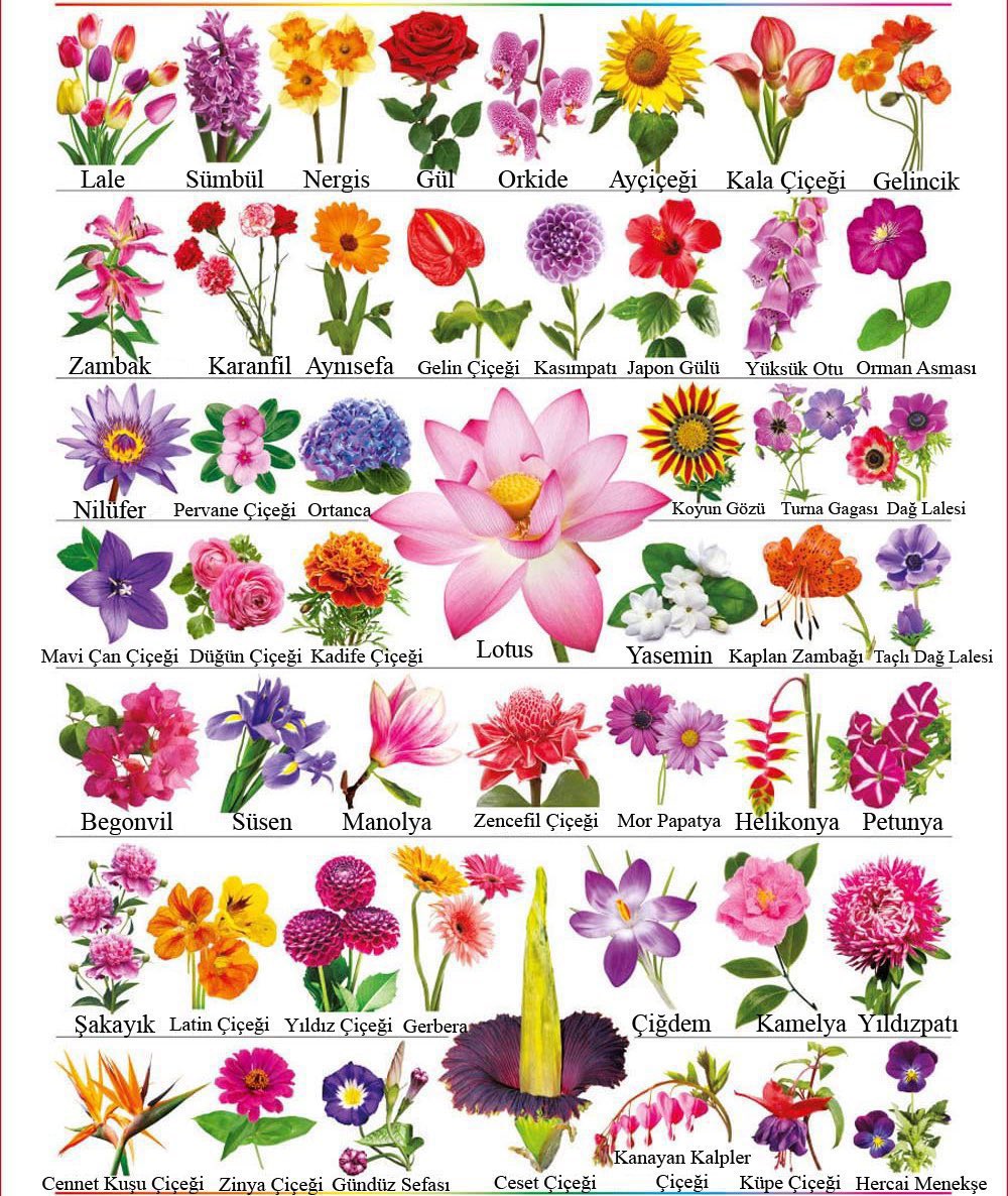 Çiçekleri tanıyalım🌺🌸🌷🌻🌹