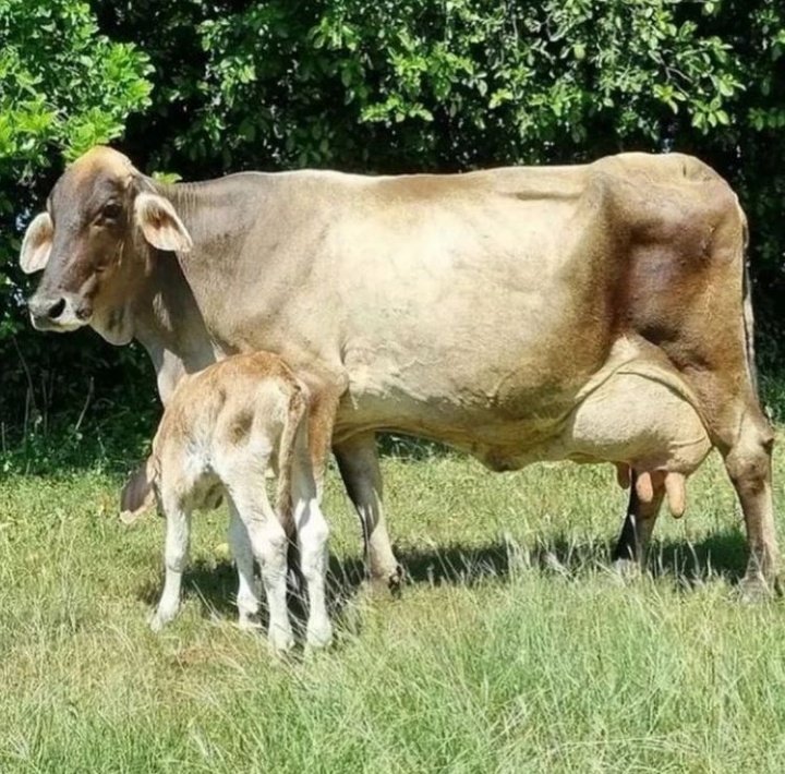 Ngaruye Farm🐄🐐🌽🌾🇺🇬 tweet media