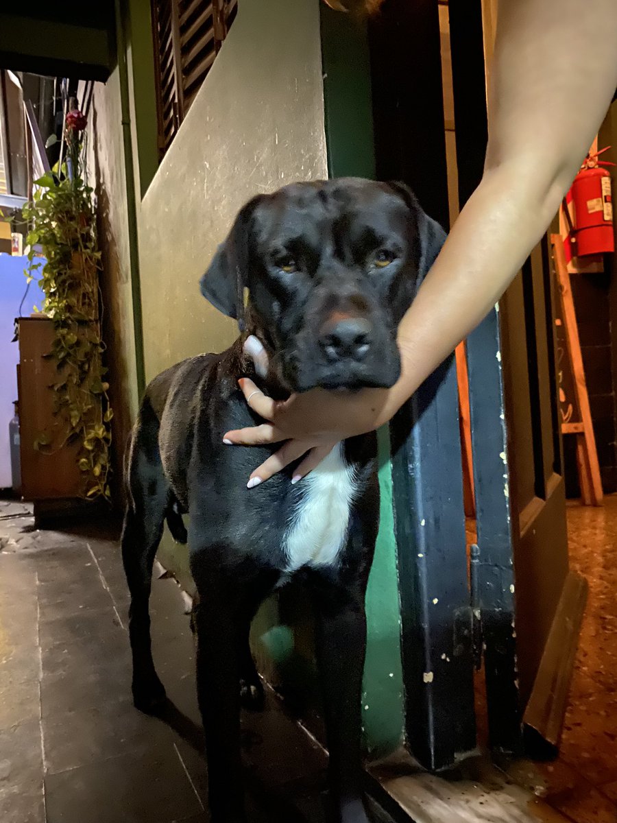 lucianabarreraa's tweet photo. DIFUNDIR!! 🙏🏻  Avellaneda

Entró este perro al local en medio de la tormenta, se nota que está pedido (está muy bien cuidado y súper asustado)

Es macho y pareciera tener un año o menos, tiene actitud de cachorro.

Ayúdenme a encontrar a su dueño 🥺 https://t.co/p1Px5F5Pxw