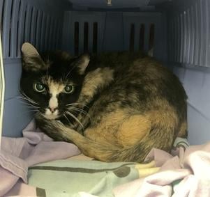 DubJH1009's tweet photo. https://t.co/48Pn8m3K1j #MustGetHelp #HelpHerASAP #PleaseHelpNow #nyc #cats https://t.co/LMCZO7bApX