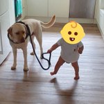 まだまともに歩けない赤ちゃんに？リードを持たれるのが不服そうな犬!