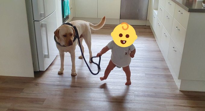 赤ちゃん ちゅいてこい 犬 だ 大丈夫か よちよち歩きの0歳息子にリードを持たれた大きなワンコの表情が話題に ねとらぼ