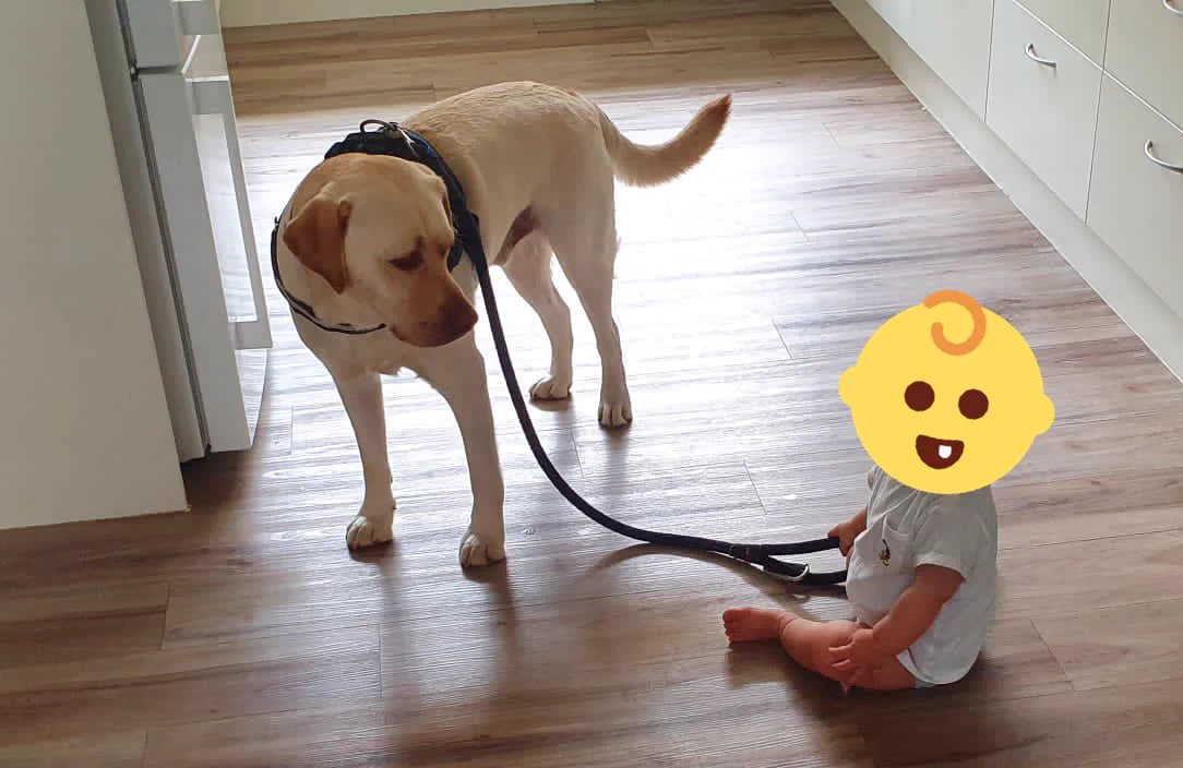 まだまともに歩けない赤ちゃんに？リードを持たれるのが不服そうな犬www