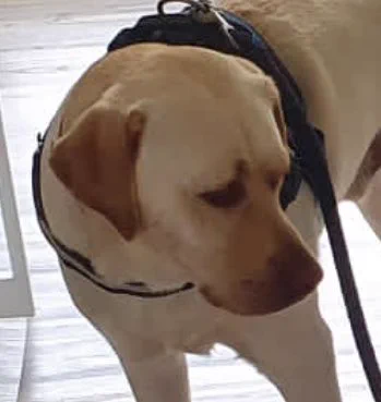 まだまともに歩けない赤ちゃんに？リードを持たれるのが不服そうな犬www
