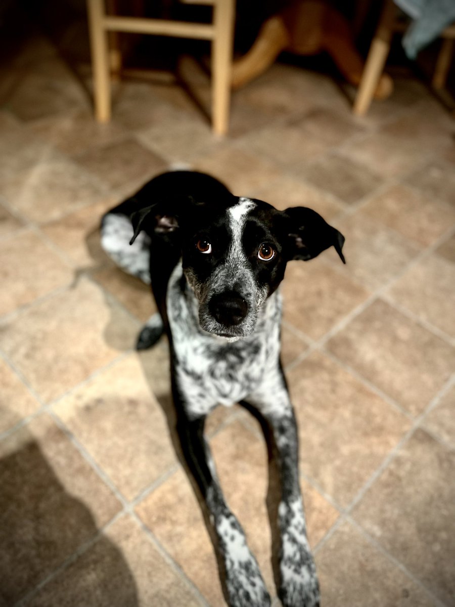 Philip Kelly (@philbobaghands) on Twitter photo Hi folks, my dog Trudy ran away from Ringsend Park last night at around 9:30pm following a loud bang and fright. If anybody has come across her please message me here. RT appreciated. She’s a rescue and very nervous so might bark. <a href="/AntonSavageShow/">Anton Savage</a> <a href="/IanDempsey/">Ian Dempsey</a> <a href="/gardainfo/">Garda Info</a> Hi folks, my dog Trudy ran away from Ringsend Park last night at around 9:30pm following a loud bang and fright. If anybody has come across her please message me here. RT appreciated. She’s a rescue and very nervous so might bark. <a href="/AntonSavageShow/">Anton Savage</a> <a href="/IanDempsey/">Ian Dempsey</a> <a href="/gardainfo/">Garda Info</a>