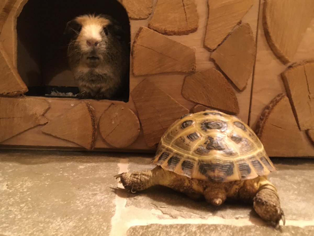 badgerbumble's tweet photo. He’s out there isn’t he? #bumblethoughts #mrbumbleandthetortoise #tortoisesidekick #bumbleaesthetic https://t.co/h1uQGBneMe